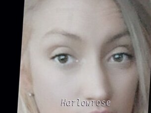 Harlowrose