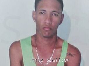 Male_stallion